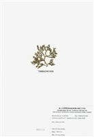 藏品(乳頭軟骨凹頂藻)的圖片